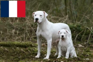 Read more about the article Criadores de Dogo Argentino e cachorros na Reunião