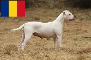 Read more about the article Criadores de Dogo Argentino e cachorros em Roménia