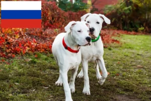 Read more about the article Criadores de Dogo Argentino e cachorros na Rússia