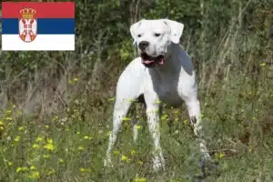 Read more about the article Criadores de Dogo Argentino e cachorros na Sérvia