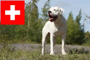 Read more about the article Criadores de Dogo Argentino e cachorros na Suíça