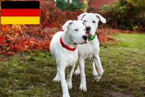 Read more about the article Criadores de Dogo Argentino e cachorros na Alemanha