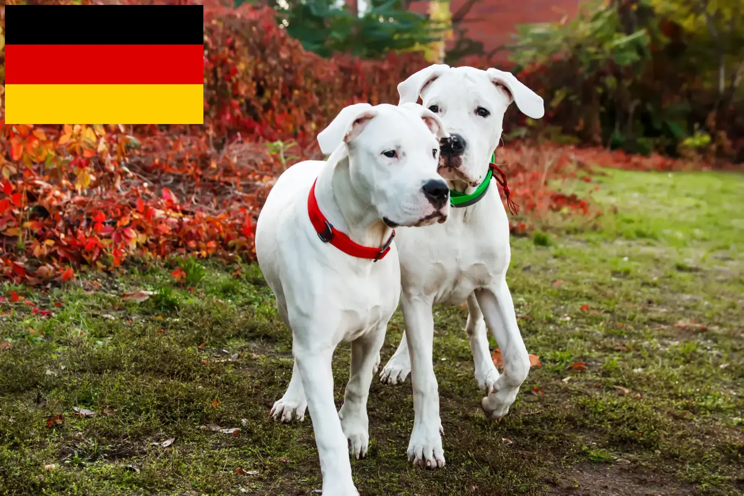 Read more about the article Criadores de Dogo Argentino e cachorros na Alemanha