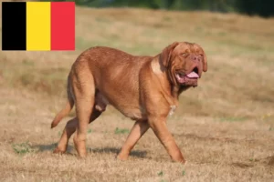Read more about the article Criadores de Dogue de Bordeaux e cachorros na Bélgica