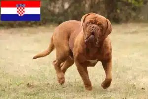 Read more about the article Criadores de Dogue de Bordeaux e cachorros na Croácia