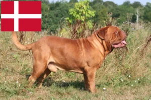 Read more about the article Criadores de Dogue de Bordeaux e cachorros na Dinamarca
