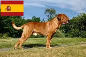 Read more about the article Criadores de Dogue de Bordeaux e cachorros em Espanha