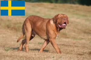 Read more about the article Criadores de Dogue de Bordeaux e cachorros na Suécia