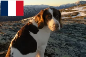 Read more about the article Criadores e cachorros de Drentse Patrijshond em França