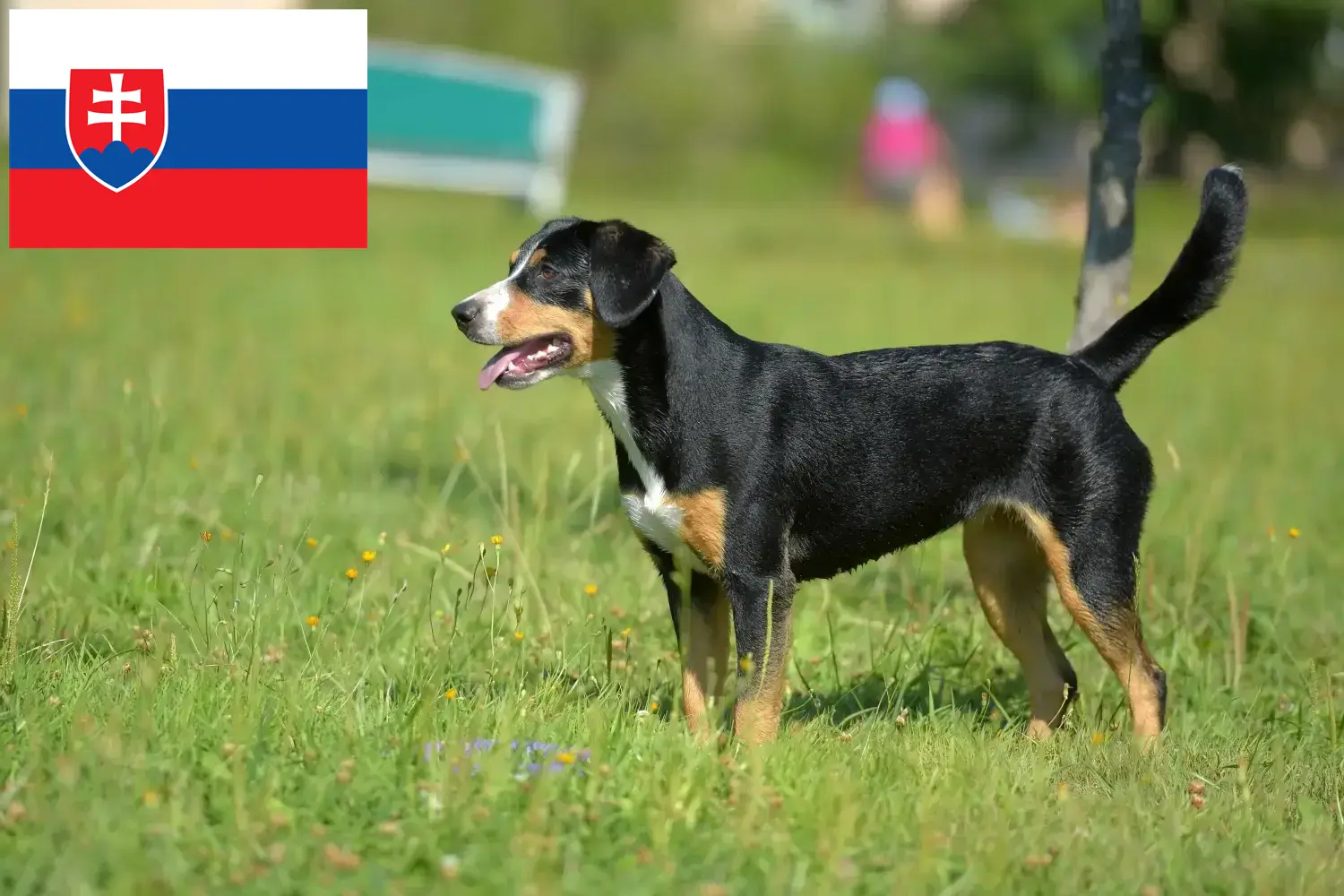 Cão de montanha Entlebuch Cachorros e Criadores Eslováquia Aqui pode encontrar criadores de cães de montanha Entlebucher na Eslováquia.