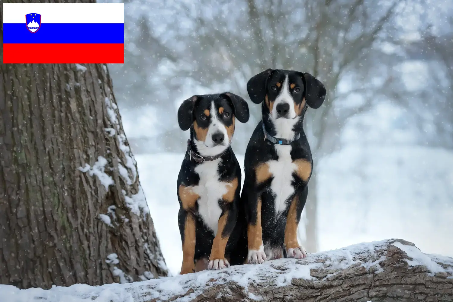 Cão de montanha Entlebuch Cachorros e Criador Eslovénia Encontrar criadores de cães de montanha Entlebucher na Eslovénia.