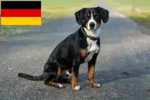 Read more about the article Cão de montanha Entlebucher Criador e cachorros na Alemanha