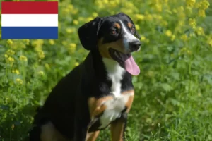 Read more about the article Criador de cães de montanha Entlebuch e cachorros nos Países Baixos