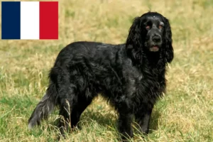 Read more about the article Epagneul Bleu de Picardie criadores e cachorros em França