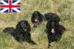 Read more about the article Criadores de Epagneul Bleu de Picardie e cachorros na Grã-Bretanha