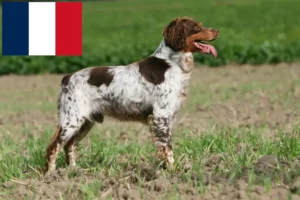 Read more about the article Epagneul Breton criadores e cachorros em França