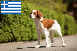 Read more about the article Epagneul Breton criadores e cachorros na Grécia