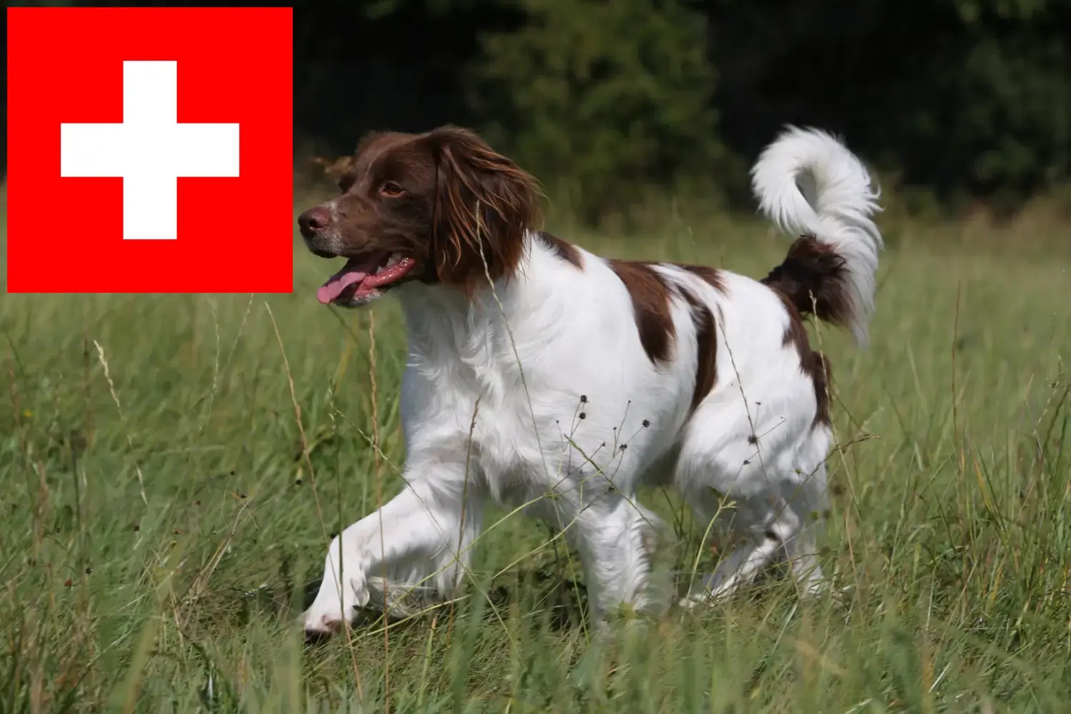Epagneul Breton cachorros e criadores Suíça Aqui pode encontrar criadores de Epagneul Breton na Suíça.