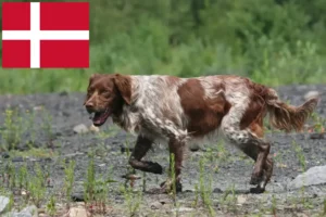 Read more about the article Epagneul Breton criadores e cachorros na Dinamarca