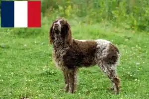 Read more about the article Epagneul de Pont-Audemer criadores e cachorros em França