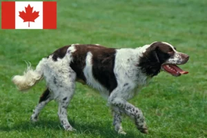 Read more about the article Criadores de Épagneul français e cachorros no Canadá
