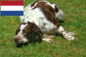Read more about the article Épagneul français criadores e cachorros nos Países Baixos