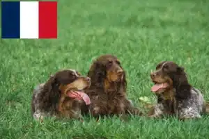 Read more about the article Criadores de Épagneul Picard e cachorros em França