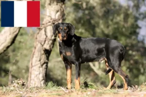 Read more about the article Criadores de Erdélyi Kopó e cachorros em França