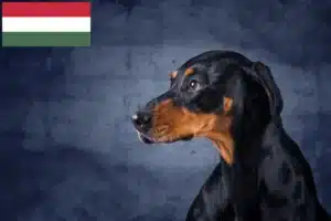 Read more about the article Erdélyi Kopó criadores e cachorros na Hungria