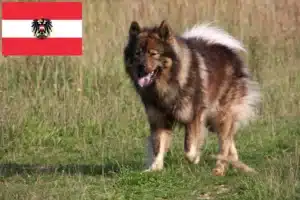 Read more about the article Criadores de Eurasier e cachorros na Áustria