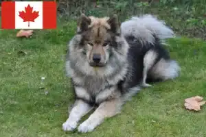 Read more about the article Criadores de Eurasier e cachorros no Canadá