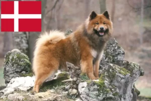 Read more about the article Criadores de Eurasier e cachorros na Dinamarca
