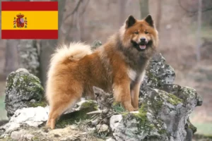Read more about the article Criadores de Eurasier e cachorros em Espanha