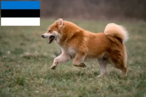 Read more about the article Criadores de Eurasier e cachorros na Estónia