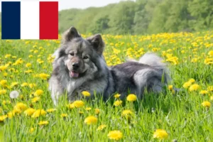 Read more about the article Criadores de Eurasier e cachorros em França