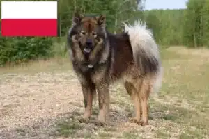 Read more about the article Criadores de Eurasier e cachorros na Polónia