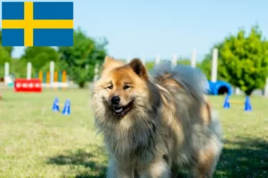 Read more about the article Criadores de Eurasier e cachorros na Suécia