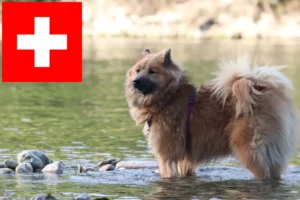 Read more about the article Criadores de Eurasier e cachorros na Suíça