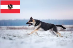 Read more about the article Criador de cães de pastor da Europa de Leste e cachorros na Áustria