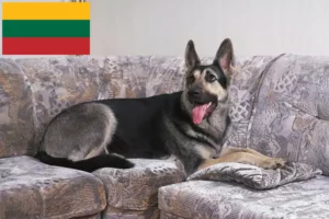 Read more about the article Criador de cães de pastor da Europa de Leste e cachorros na Lituânia