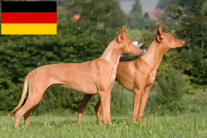 Read more about the article Faraó criadores de cães e cachorros na Alemanha