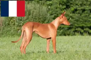 Read more about the article Faraó criadores de cães e cachorros em França