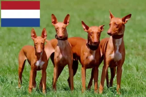 Read more about the article Criadores e cachorros de Pharaoh Hound nos Países Baixos