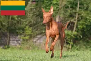 Read more about the article Faraó criadores de cães e cachorros na Lituânia