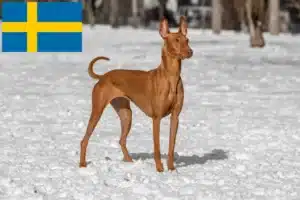 Read more about the article Criadores de Pharaoh Hound e cachorros na Suécia