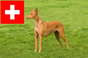 Read more about the article Criadores de Pharaoh Hound e cachorros na Suíça