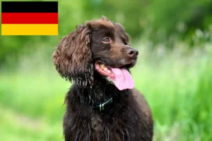Read more about the article Criadores de Field Spaniel e cachorros na Alemanha