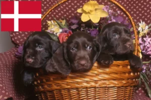 Read more about the article Criadores de Field Spaniel e cachorros na Dinamarca