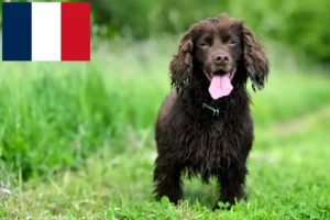 Read more about the article Criadores de Field Spaniel e cachorros em França