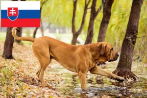 Read more about the article Fila Brasileiro criadores e cachorros na Eslováquia